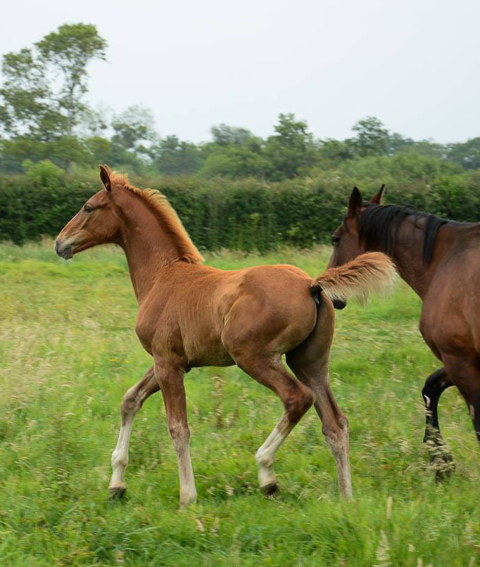 Elevage- De Vie - The very Best Bloodstock of Selle Francais Horses For Show Jumping